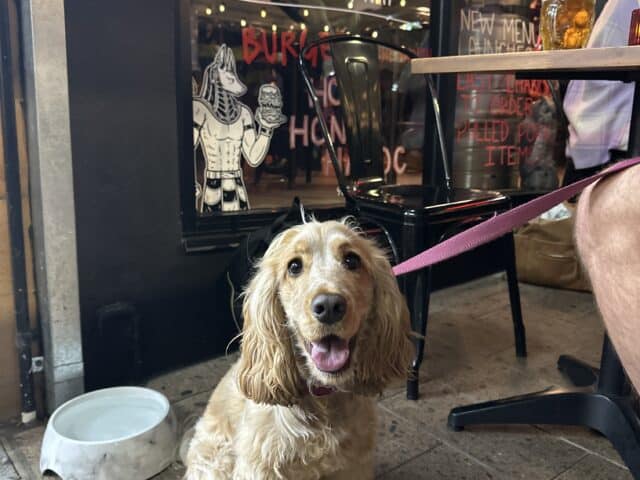 Hound: Keeley