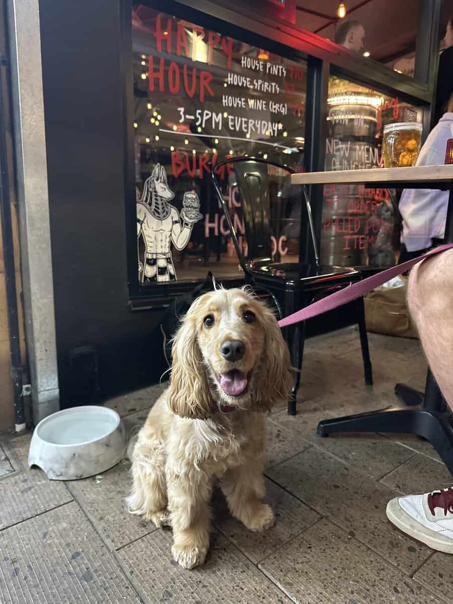 Hound: Keeley