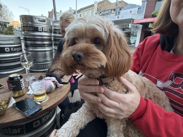 Hound: Harriett