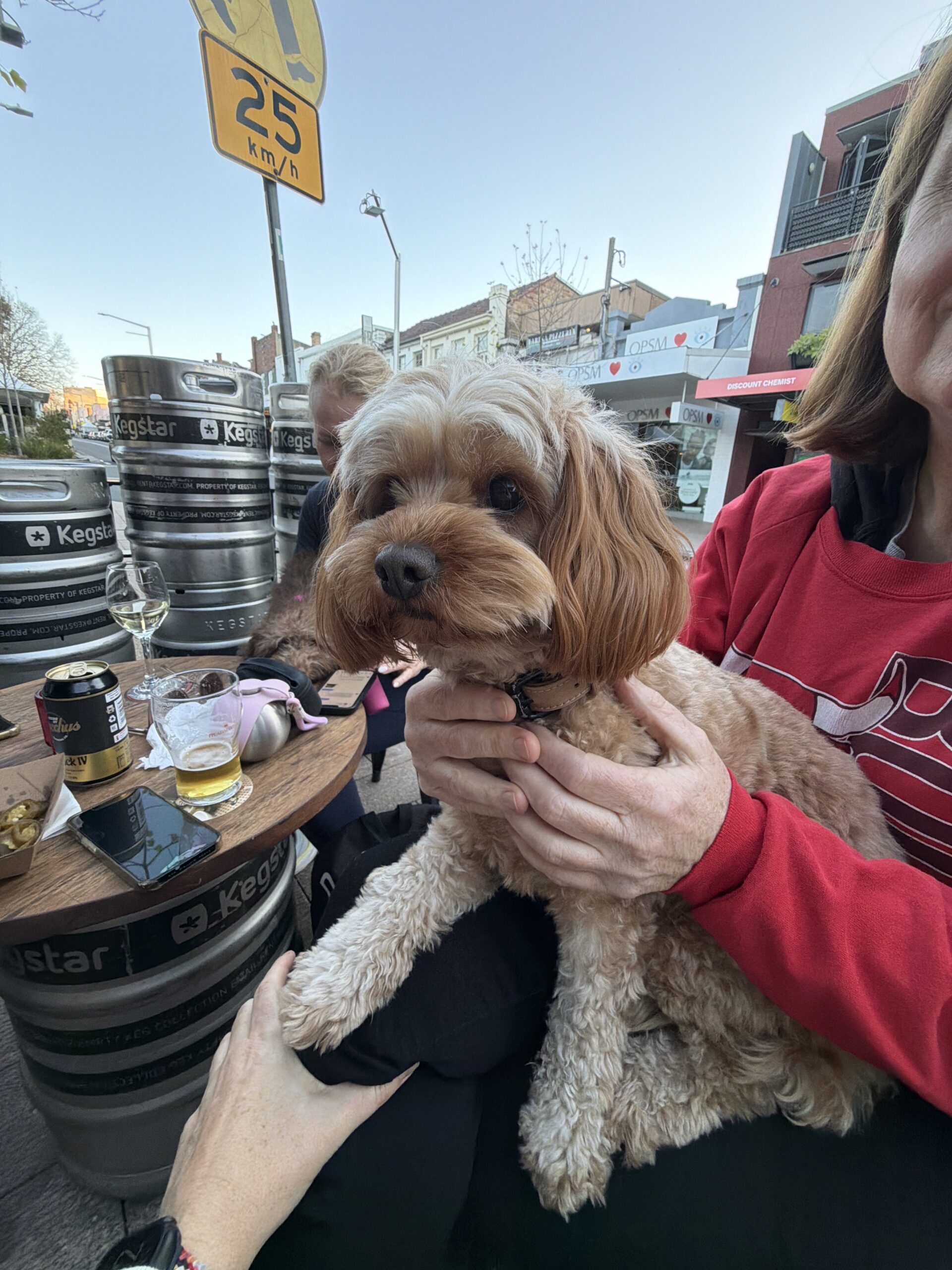 Hound: Harriett