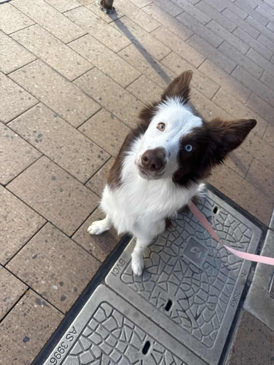 Hound: Lyla