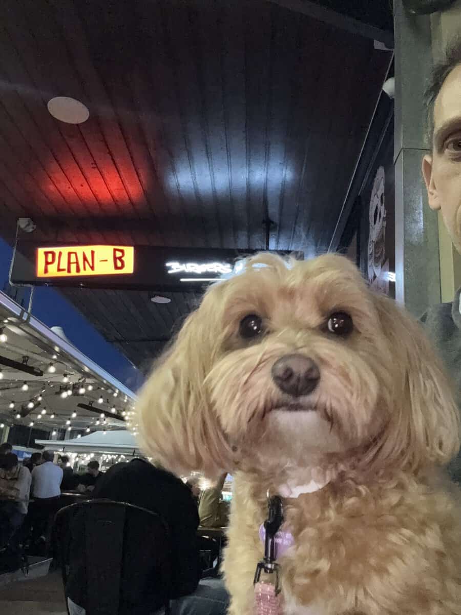Hound: Elsie