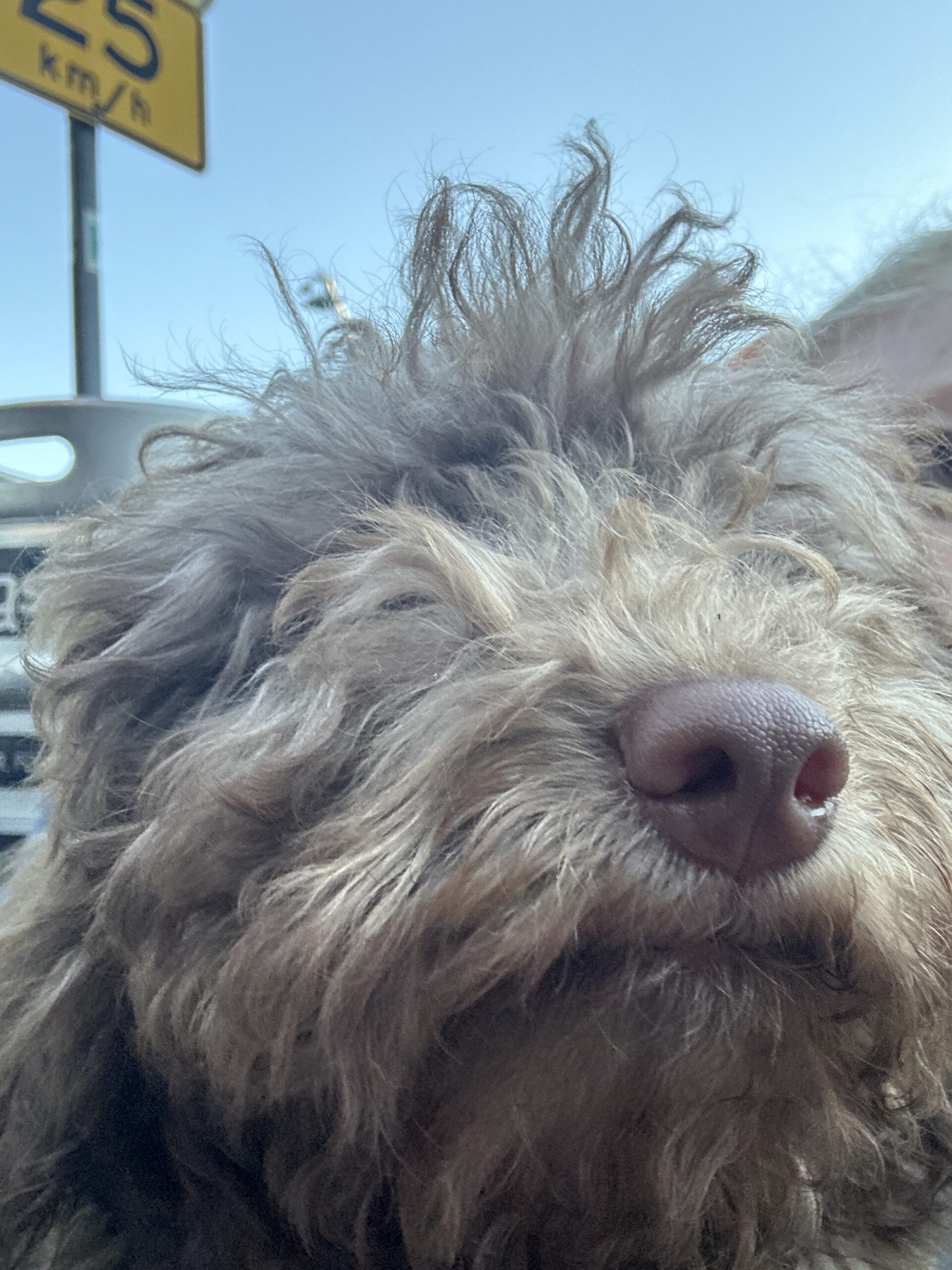 Hound: Winnie