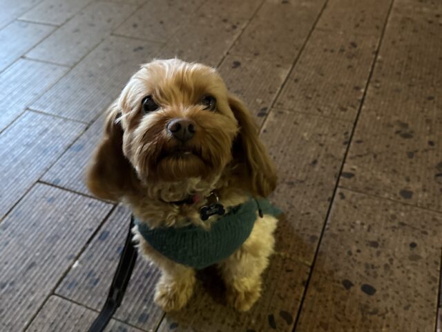 Hound: Rudy
