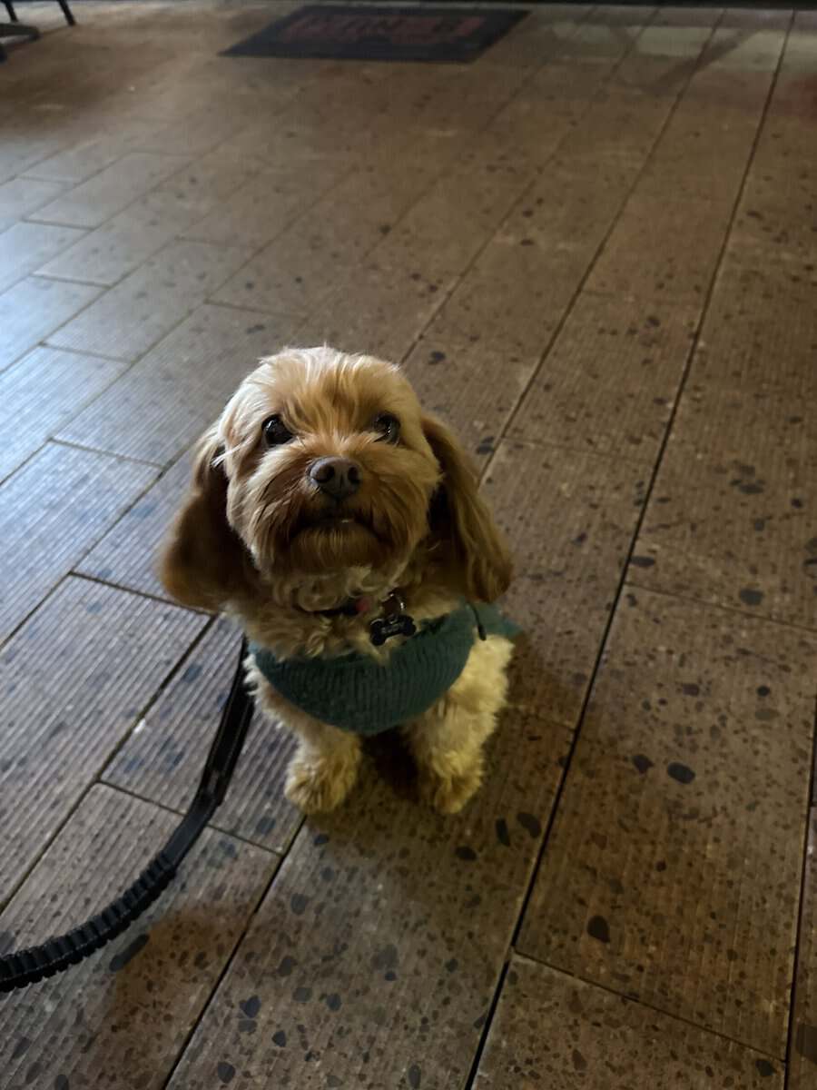 Hound: Rudy