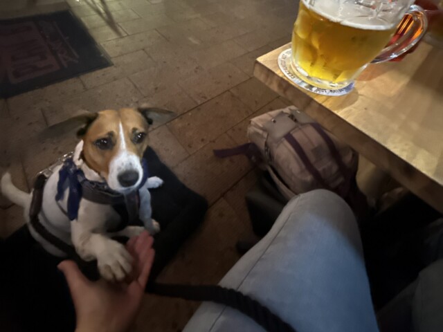 Hound: Finn