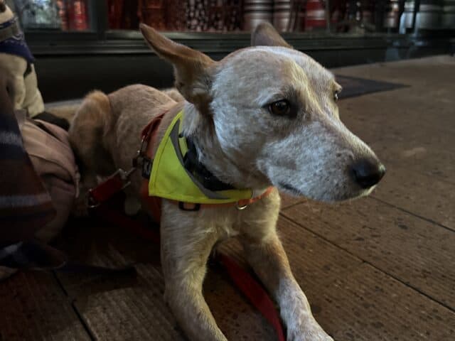 Hound: Kaiju (named after the Krush)