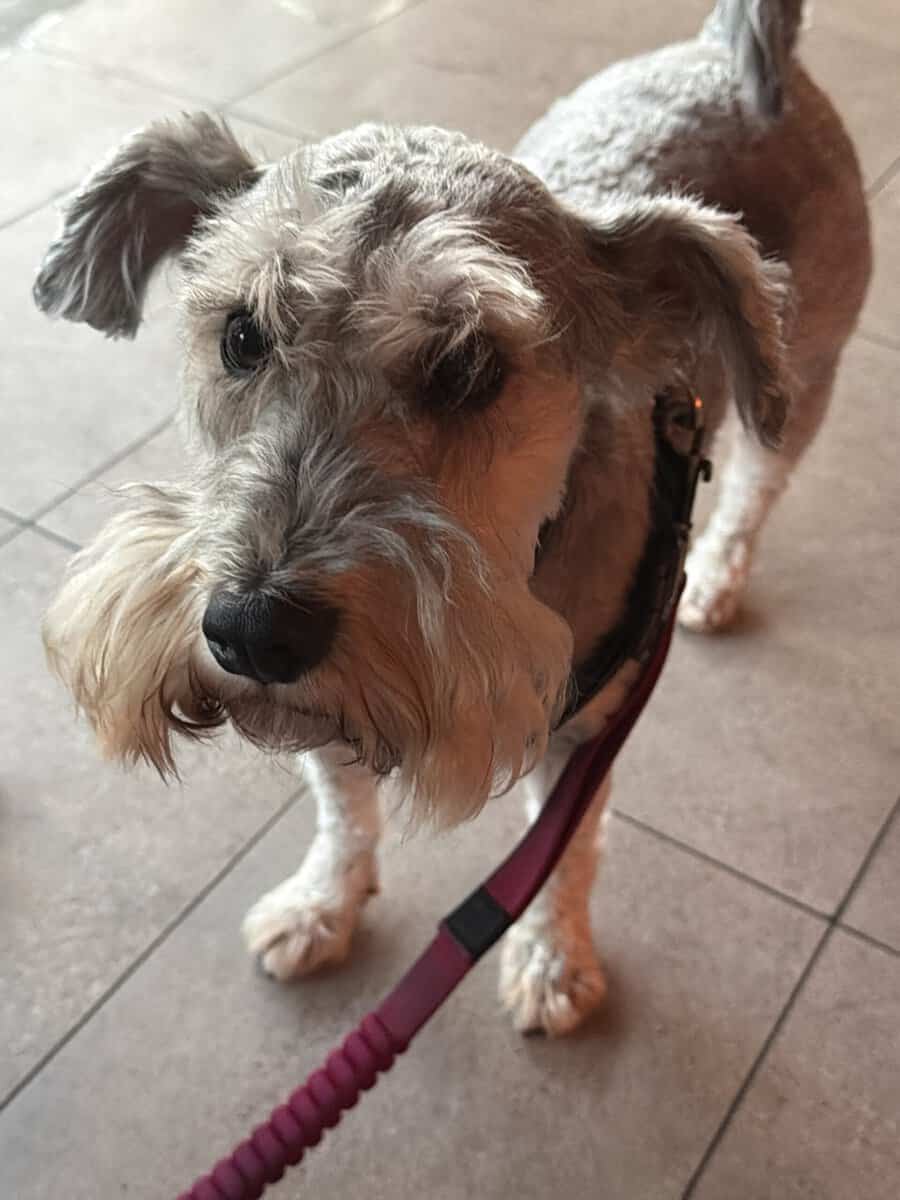 Hound: Caesar